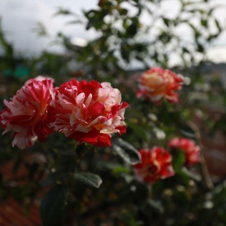 Homestay Doc Tinh 大叻 外观 照片