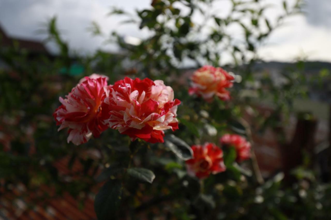 Homestay Doc Tinh 大叻 外观 照片