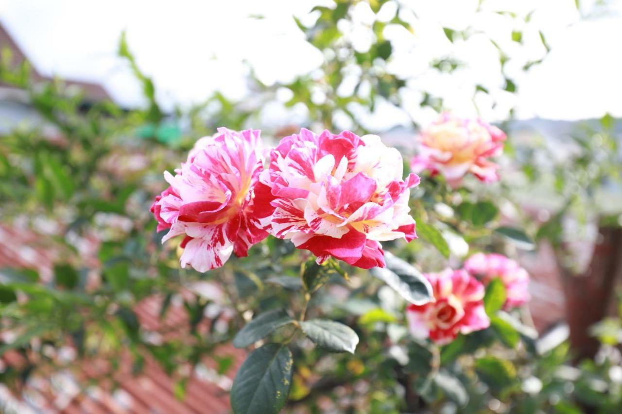 Homestay Doc Tinh 大叻 外观 照片
